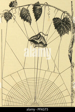 Diese Arbeit konzentriert sich auf amerikanische Spinnen, insbesondere auf ihr Spinnverhalten und ihre Nestkonstruktion. Es untersucht die Gewohnheiten dieser Spinnen, einschließlich der Verwendung von Gegengewichten in ihren Netzen und der architektonischen Qualitäten ihrer Nester. Das Buch enthält auch detaillierte Beobachtungen über Spinnenarten wie die Schamrock-Spinne (Epeira trifolium). Stockfoto