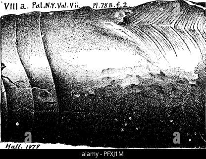 . Ein Wörterbuch der Fossilien von Pennsylvania und Nachbarstaaten in die Berichte und Kataloge der Umfrage benannt... Paläontologie. 233, Platte 78B^Abb. 2. Ein Teil der Halle vollständige Abbildung, show-ing nur die bewohnten Kammer, und die drei schmalen Kammern hinter sich, acht andere auf das kleinere Ende abgeschnitten zu sein; auch das offene Ende der Großen Kammer geschnitten ofi*. Die Kratzer (Schlieren) auf einen Teil der Oberfläche sind gebogen, um eine mittlere Linie, nicht weil dies ist Ihre natürlichen Modus der aussehen, doch das Tier so repariert einige gewaltsamen Bruch Ihrer Shell, der dadurch verdickt war ein Stockfoto