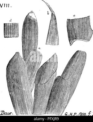 . Ein Wörterbuch der Fossilien von Pennsylvania und Nachbarstaaten in die Berichte und Kataloge der Umfrage benannt... Paläontologie. Netzkabel. 152 Cordaites robbii. Dawson. V/ll. Geologische Geschichte der Pflanzen, Hrsg. 1888, Seite 81, Abb. 30; eine Gruppe der jungen Blätter; Punkt b und G-Base eines Blattes; d die Vena- mag-nified. - Erian oder D e v o n-Ian) Der neue Br u n s-wic k. VIIL Cornulites arcuatus. Halle geologischer Bericht über die V-Li. ^-^^.^^^^^^ vierten Bezirk N.Y., 1843, Seite 109, Abb. 39-3. Niagara Bildung. (Conrad, Journ. Acad. Nat. Sci. Phila. Vol. viii, 1848. Platte 17, Abb. 8.) T vergleichen Stockfoto