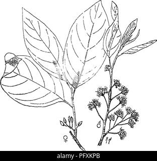 Diese Arbeit berichtet über verschiedene Baumarten, die im British Indian Empire beheimatet sind oder üblicherweise im British Indian Empire angebaut werden, darunter Bäume, Sträucher, Bambus und Palmen. Es bietet detaillierte Beschreibungen und Illustrationen, die Pflanzen wie Ilex thomsonii, einen kleinen grünen Sträucher aus Bhutan, abdecken. Das Buch erforscht die ökologische Verteilung und die Merkmale dieser Pflanzen in der Region. Stockfoto