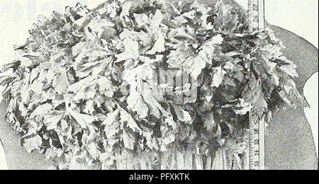 . Currie's Garten jährliche: Frühling 1935 60. Jahr. Blumen Samen Kataloge, Leuchtmittel (Pflanzen) Samen Samen Kataloge Kataloge; Gemüse; Baumschulen (Gartenbau) Kataloge; Pflanzen, Zierpflanzen Kataloge; Gartengeräte und Zubehör Kataloge. CURRIE BRÜDER CO., Milwaukee, Wis Seite 67 Sellerie eine Unze werden 3.000 bis 5.000 Pflanzen Sellerie ist ein Getreide, das erfordert eine sehr lange Saison liefern. Wenn eine frühe Ernte von Samen angebaut werden soll, müssen diese im Innenbereich in den Feldern über die letzten Februar gestartet werden, die Pflanzen in den Boden gesetzt, 6 Zoll auseinander, im Mai. Die Ernte sollte im August fertig sein. C Stockfoto