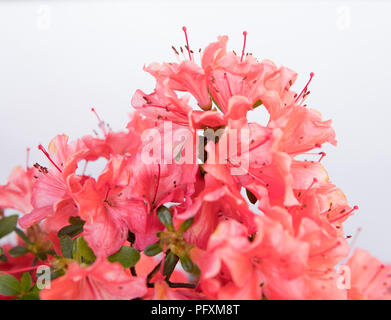 Detail der Rhododendron Blumen auf weißem Hintergrund Stockfoto