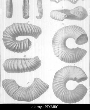 . Gasteropoda und Cephalopoda der Raritan Tone und Mergel greensand von New Jersey. Gastropoda, Fossil, Cephalopoda, Fossil, Paläontologie. 8 s-. AMMONITID/E DER UNTEREN BETT GREENSAND MERGEL.. Bitte beachten Sie, dass diese Bilder sind von der gescannten Seite Bilder, die digital für die Lesbarkeit verbessert haben mögen - Färbung und Aussehen dieser Abbildungen können nicht perfekt dem Original ähneln. extrahiert. Whitfield, Robert Parr, 1828-1910; New Jersey Geological Survey. [Bericht über Paläontologie]. Trenton, J. L. Murphy Pub. Co. Stockfoto