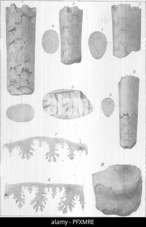 . Gasteropoda und Cephalopoda der Raritan Tone und Mergel greensand von New Jersey. Gastropoda, Fossil, Cephalopoda, Fossil, Paläontologie. Us geological survey MONOGRAPHIE XVIII PLATTE XLVI. AMMONITID/E DER UNTEREN UND MITTLEREN BETTEN GREENSAND MERGEL.. Bitte beachten Sie, dass diese Bilder sind von der gescannten Seite Bilder, die digital für die Lesbarkeit verbessert haben mögen - Färbung und Aussehen dieser Abbildungen können nicht perfekt dem Original ähneln. extrahiert. Whitfield, Robert Parr, 1828-1910; New Jersey Geological Survey. [Bericht über Paläontologie]. Trenton, J. L. Murphy Pub. Co. Stockfoto