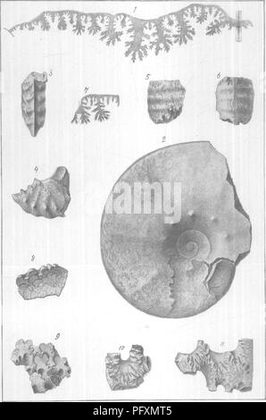 . Gasteropoda und Cephalopoda der Raritan Tone und Mergel greensand von New Jersey. Gastropoda, Fossil, Cephalopoda, Fossil, Paläontologie. Usgeologische SURVFV MONOGRAPHIE XVIII PLATTE XL!. AMMONITID/E DER UNTEREN UND MITTLEREN BETTEN GREENSAND MERGEL.. Bitte beachten Sie, dass diese Bilder sind von der gescannten Seite Bilder, die digital für die Lesbarkeit verbessert haben mögen - Färbung und Aussehen dieser Abbildungen können nicht perfekt dem Original ähneln. extrahiert. Whitfield, Robert Parr, 1828-1910; New Jersey Geological Survey. [Bericht über Paläontologie]. Trenton, J. L. Murphy Pub. Co. Stockfoto