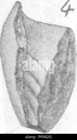 Dieses Bild aus einer paläontologischen Studie zeigt fossile Gastropoda und Cephalopoda, die in den Raritanischen Tonerden und Grünmargeln von New Jersey gefunden wurden, was zum Verständnis der antiken Meereslebewesen beiträgt. Stockfoto