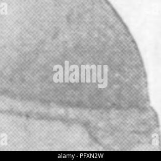 . Gasteropoda und Cephalopoda der Raritan Tone und Mergel greensand von New Jersey. Gastropoda, Fossil, Cephalopoda, Fossil, Paläontologie. . Bitte beachten Sie, dass diese Bilder sind von der gescannten Seite Bilder, die digital für die Lesbarkeit verbessert haben mögen - Färbung und Aussehen dieser Abbildungen können nicht perfekt dem Original ähneln. extrahiert. Whitfield, Robert Parr, 1828-1910; New Jersey Geological Survey. [Bericht über Paläontologie]. Trenton, J. L. Murphy Pub. Co. Stockfoto