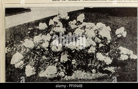 . Currie's Farm und Garten jährliche: Frühjahr 1914. Blumen Samen Kataloge, Leuchtmittel (Pflanzen) Samen Samen Kataloge Kataloge; Gemüse; Baumschulen (Gartenbau) Kataloge; Pflanzen, Zierpflanzen Kataloge; Gartengeräte und Zubehör Kataloge. Liste der HARDY ZIERSTRÄUCHER FÜR 1914.. 113 Bett von TOTING PFLANZEN VON hydrangea paniculata GRANDIFLOEA. LIGUSTRXTM - Liguster. Eine Klasse von immergrünen Pflanzen, sparsam und robust im Gewohnheit, geeignet für die Gruppierung oder für Hecken. L. Ibotn - Eine ausgezeichnete Hedge Pflanze, auch wertvoller als ein einziges Exemplar auf dem Rasen. Blätter Dunkelrot im Herbst. Sehr winterhart. Jeweils 35 c, Pro Stockfoto