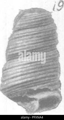 . Gasteropoda und Cephalopoda der Raritan Tone und Mergel greensand von New Jersey. Gastropoda, Fossil, Cephalopoda, Fossil, Paläontologie. . Bitte beachten Sie, dass diese Bilder sind von der gescannten Seite Bilder, die digital für die Lesbarkeit verbessert haben mögen - Färbung und Aussehen dieser Abbildungen können nicht perfekt dem Original ähneln. extrahiert. Whitfield, Robert Parr, 1828-1910; New Jersey Geological Survey. [Bericht über Paläontologie]. Trenton, J. L. Murphy Pub. Co. Stockfoto