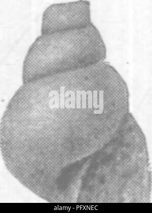 . Gasteropoda und Cephalopoda der Raritan Tone und Mergel greensand von New Jersey. Gastropoda, Fossil, Cephalopoda, Fossil, Paläontologie. J9. Bitte beachten Sie, dass diese Bilder sind von der gescannten Seite Bilder, die digital für die Lesbarkeit verbessert haben mögen - Färbung und Aussehen dieser Abbildungen können nicht perfekt dem Original ähneln. extrahiert. Whitfield, Robert Parr, 1828-1910; New Jersey Geological Survey. [Bericht über Paläontologie]. Trenton, J. L. Murphy Pub. Co. Stockfoto