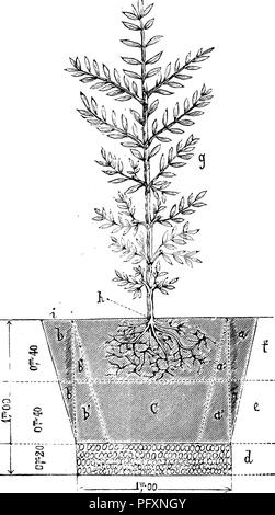 . Die Olive: die Kultur in Theorie und Praxis. Olive. Die OLIVE' 9 Beule heraus und die disproportioned Zirkulation der SAP an. Also das Aussehen eines Baumes allein zeigt an, ob der Boden eine sympathisch ist oder nicht. Aber die geraden Stamm, glatt, Asche gefärbte Rinde am Stamm^ grüne Rinde auf den Zweigen, ein rundes und exakt dosiert oben ist nur ein Baum aus Samen zu ziehen zu erwarten. Abb. 4.. Bepflanzung DES JUNGEN TRI: E. ONE Mi: TRE in die Tiefe. d. Schicht Steine und Stöcke. e. Schichten der Erde auf, die die Wurzeln. /. Schichten in der Umgebung des root Systems. c. Zentraler Teil un Stockfoto