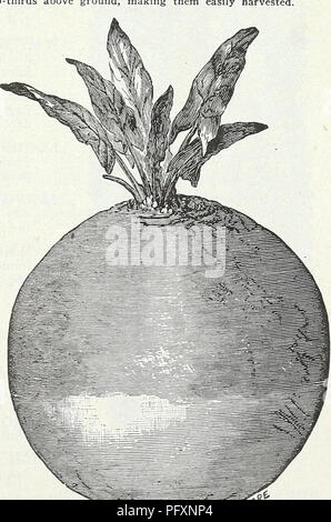 . Currie's Garten jährliche: Frühling 1931 56. Jahr. Blumen Samen Kataloge, Leuchtmittel (Pflanzen) Samen Samen Kataloge Kataloge; Gemüse; Baumschulen (Gartenbau) Kataloge; Pflanzen, Zierpflanzen Kataloge; Gartengeräte und Zubehör Kataloge. Mammut Lange Rote Mangold Mangold - WURZEL UND ZUCKERRÜBEN Sow zeitig im Frühjahr in tiefen, satten Boden, in den Zeilen 18 bis 24 Zentimeter auseinander. 5 lbs, die morgen in Bohrer 2 Meter auseinander. Dünne, 9 Zoll auseinander in der Zeile. Für die Fütterung lieferbar wenige Kulturen gleich Mangel-Wurzel und Zuckerrüben. Kanadische Bauern scheinen diese mehr als wir zu schätzen. Die Wurzeln sind in Scheunen gelagert Stockfoto