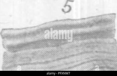 . Gasteropoda und Cephalopoda der Raritan Tone und Mergel greensand von New Jersey. Gastropoda, Fossil, Cephalopoda, Fossil, Paläontologie. . Bitte beachten Sie, dass diese Bilder sind von der gescannten Seite Bilder, die digital für die Lesbarkeit verbessert haben mögen - Färbung und Aussehen dieser Abbildungen können nicht perfekt dem Original ähneln. extrahiert. Whitfield, Robert Parr, 1828-1910; New Jersey Geological Survey. [Bericht über Paläontologie]. Trenton, J. L. Murphy Pub. Co. Stockfoto