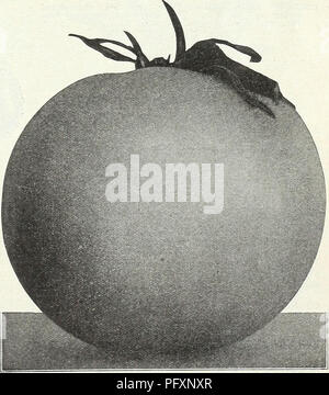 . Currie's Garten jährliche: Frühling 1931 56. Jahr. Blumen Samen Kataloge, Leuchtmittel (Pflanzen) Samen Samen Kataloge Kataloge; Gemüse; Baumschulen (Gartenbau) Kataloge; Pflanzen, Zierpflanzen Kataloge; Gartengeräte und Zubehör Kataloge. Tomate Tomate Avon Anfang Juni ROSA - Das früheste Rosa Tomaten angebaut - ein besonders frühes selec- tion von Earliana, vor allem unterschiedliche in außerhalb der Farbe, die der rosa Farbe in einigen Abschnitten vorgezogen, Scarlet. Die Frucht wird einheitlich in Form und Größe, ungefähr 3 Zoll im Durchmesser, fast rund, und Nestern getragen. Frische, solide und gut. Pkt., 10c; % oz, 25c Stockfoto