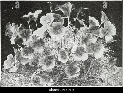 . Currie's Garten jährliche: Frühling 1935 60. Jahr. Blumen Samen Kataloge, Leuchtmittel (Pflanzen) Samen Samen Kataloge Kataloge; Gemüse; Baumschulen (Gartenbau) Kataloge; Pflanzen, Zierpflanzen Kataloge; Gartengeräte und Zubehör Kataloge. CURRIE BRÜDER CO., Milwaukee, Wis. Seite 23 ESCHSCHOLTZIA CALIFORNIA POPPY â zeigt sich, blühende Sommerblumen von Zwerg Verbreitung der Hab-it. Das Saatgut sollte im offenen Boden, wo wollte gesät werden, da Sie nicht gut verpflanzen. Crimson KingâBright Crimson, innen Sat-iny Carmine. Vi-oz, 65c Pkt. 10 c Golden WestâBright gelb mit tief orange Flecken an der Stockfoto