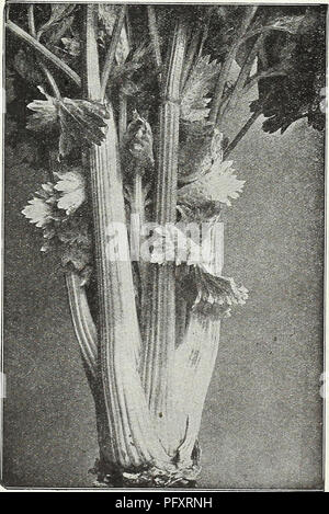 . Currie's Garten jährliche: Frühling 1931 56. Jahr. Blumen Samen Kataloge, Leuchtmittel (Pflanzen) Samen Samen Kataloge Kataloge; Gemüse; Baumschulen (Gartenbau) Kataloge; Pflanzen, Zierpflanzen Kataloge; Gartengeräte und Zubehör Kataloge. Golden Self-Blanching Sellerie. Sellerie ist ein Getreide, das erfordert eine sehr lange Saison. Wenn eine frühe Ernte aus Samen gezogen werden soll, muss dieser gestartet im Innenbereich in den Feldern über die letzte der Feb-ruary sein, die Pflanzen in den Boden gesetzt, sechs Zoll auseinander, im Mai. Die Ernte sollte im August fertig sein. Sellerie für Winter kann aus Samen in der offenen gr gestartet angebaut werden Stockfoto