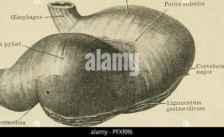 . Cunninghams Lehrbuch der Anatomie. Anatomie. 1164 DAS VERDAUUNGSSYSTEM. Paries anterior (Speiseröhre Pylorus Antrum pylori-Sulcus intermedins. Ligamentum gastrocolicum B Ligamentum gastrolienal Paries posterioren Omentum minus. Bitte beachten Sie, dass diese Bilder sind von der gescannten Seite Bilder, die digital für die Lesbarkeit verbessert haben mögen - Färbung und Aussehen dieser Abbildungen können nicht perfekt dem Original ähneln. extrahiert. Cunningham, D.J.(Daniel John), 1850-1909; Robinson, Arthur, b. 1862, Hrsg. New York, W. Holz Stockfoto