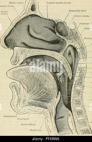 In „Cunninghams Text-Book of Anatomy“ wird das Verdauungssystem detailliert beschrieben, einschließlich des Pharynxrezessus oder der lateralen Rachen. Der Text behandelt anatomische Strukturen wie Osteum Pharyngeum, Conchae und Meatus der Nase und bietet einen umfassenden Überblick über die menschliche Verdauungsanatomie. Stockfoto