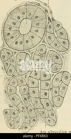 . Cunninghams Lehrbuch der Anatomie. Anatomie. 1132 DAS VERDAUUNGSSYSTEM. Die einfachste Form dieser Art von Drüse ist ein Teil einer epithelialen Oberfläche, kontinuierliche mit angrenzenden Teile der Oberfläche, aber involuted von der Oberfläche, an der es Orio - I gehörte. Die einfachste Form, in der diese Involution auftritt, wird als eine einzige Tasche, einheitlicher Größe, die eine einfache tubular Gland. Dieser Art sind die intestinale Drüsen in der Wand des Dünndarms. In anderen Fällen kann es zu einer Tasche - wie der Erweiterung der Ende der Stopfbuchse, eine Art Tasche, genannt ein alveolus (alv Stockfoto
