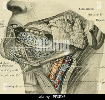 . Cunninghams Lehrbuch der Anatomie. Anatomie. 1130 DAS VERDAUUNGSSYSTEM. Die Schleimhaut von Zunge, wie auch der Rest der Mund, ist von geschichteten Plattenepithel bedeckt. Glandulae Linguales. âNumerous kleine racemose Drüsen befinden sich unter der Schleimhaut der hinteren Drittel der Zunge zerstreut; und eine kleine Sammlung von ähnliche Drüsen an der Marge vorhanden, gegenüber dem vallate Papillen. Kleine serösen Drüsen sind auch in der dorsum in der Nähe des vallate Papillen, eingebettet in die fossae ihre Kanäle öffnen (Abb. 891). Der Leiter der Sammlungen des Glandulären Stockfoto