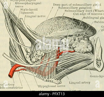 . Cunninghams Lehrbuch der Anatomie. Anatomie. Der Mund. 1107 Öffnung des Mundes. Es ist der Teil der Buchse nimmt der Abstand zwischen den Lippen und Wangen extern und die Zähne und Zahnfleisch intern. In der normalen ruhenden Zustand, wenn der Mund ist geschlossen und die Lippen und die Zähne sind in Kontakt, die Vertiefung ist praktisch durch die Tagung der Wände ausgelöscht, und es wird nur ein Schlitz - wie Intervall, mit einem schmalen Dach und Boden, die durch die Reflexion der Schleimhaut gebildet, aus der Tiefe der Oberfläche der Lippen und Wangen mit den entsprechenden Kaugummi. Diese Reflexion ist Stockfoto