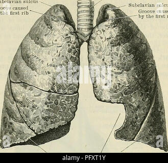 Dieser anatomische Text von Cunningham bietet eine detaillierte Untersuchung der menschlichen Lungenstruktur, einschließlich Abbildungen der Luftröhre, Bronchien und Lungen, wobei der Schwerpunkt auf der A. subclavia und anderen wichtigen Merkmalen liegt. Es bietet einen tiefgreifenden Blick auf die Lungenanatomie, die für Studenten und medizinische Fachkräfte wertvoll ist. Stockfoto