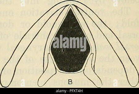 . Cunninghams Lehrbuch der Anatomie. Anatomie. Abb. 852.-Diagramm op Rima Glottidis. Während normaler einfach auf zu atmen. B. weit geöffnet. Bitte beachten Sie, dass diese Bilder sind von der gescannten Seite Bilder, die digital für die Lesbarkeit verbessert haben mögen - Färbung und Aussehen dieser Abbildungen können nicht perfekt dem Original ähneln. extrahiert. Cunningham, D.J.(Daniel John), 1850-1909; Robinson, Arthur, b. 1862, Hrsg. New York, W. Holz Stockfoto