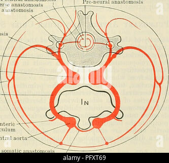 . Cunninghams Lehrbuch der Anatomie. Anatomie. Zweige der somatischen segmentale Arterien bestehen wie die internen Mammakarzinom und superior und inferior epigastric Arterien. Der seitliche Versatz des ventralen Äste sind von der kutanen Arterien, die die seitliche kutane Zweige der spinalen Nerven begleiten, und die lateralen Zweig des Siebten somatischen Transfers zwischen Arterie Formen der größere Teil der arteriellen Stammzellen der oberen Extremität. Die post-rippenbögen und post-trans-vers Anastomosen in der Regel in der Brust- und Lendenwirbelsäule zu verschwinden, aber die rippenbögen Anastomosen gelegentliche Stockfoto