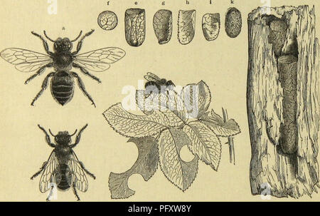 Dieses Bild aus „die Insekten, Tausendfüßler und Spinnen“ zeigt verschiedene Arten von Insekten, Tausendfüßlern und Spinnen und betont ihre anatomischen Merkmale und ihr Verhalten. Die Abbildung liefert wertvolle Informationen zum Verständnis von Arthropoden, ihrem Lebenszyklus und ihrer ökologischen Rolle in Ökosystemen. Stockfoto