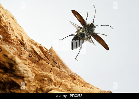 Alt - Haus borer (Hylotrupes bajulus), im Flug, Deutschland Stockfoto