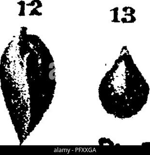 Dieses Wörterbuch katalogisiert Fossilien aus Pennsylvania und den nachbarstaaten und beschreibt Arten, die in verschiedenen geologischen Untersuchungen und Berichten beschrieben werden. Die Arbeit ist eine wichtige Referenz für Paläontologen, die Fossilien aus der Region untersuchen. Stockfoto