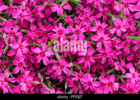 Kriechende Phlox (Phlox Subulata), auch moss Phlox, rosa, Baden-Württemberg, Deutschland Stockfoto