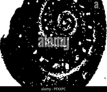 Dieses Wörterbuch enthält detaillierte Beschreibungen von Fossilien aus Pennsylvania und den nachbarstaaten, wobei der Schwerpunkt auf Arten in geologischen Formationen wie der Guelph-Formation liegt. Es enthält Beschreibungen verschiedener Weichtiere, ihrer Schalenstrukturen und ihrer paläontologischen Bedeutung, was es zu einer wesentlichen Referenz für Paläontologen in der Region macht. Stockfoto