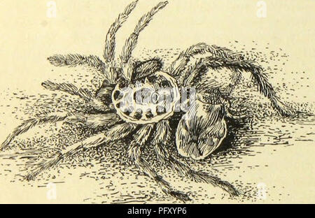 . Amerikanische spinnen und ihre Spinnen. Eine natürliche Geschichte der orbweaving Spinnen der Vereinigten Staaten, insbesondere im Hinblick auf ihre Branche und Gewohnheiten. Spinnen. 104 amerikanischen Spinnen und ihre SPINNINGWORK. Proben ohne eine oder mehrere Gliedmaßen, auch mit verzerrten und verkürzte Gliedmaßen. Ich habe häufig Männer fehlen mehrere Beine gefunden. Die Theorie allgemein angenommen wird, dass in den meisten Fällen den Verlust hat ou ing rcsujtet | fvom conflictSj vielleicht unter rivalisierenden Liebhaber in Anwesenheit auf dem gleichen weiblich. Etwas Verlust kann zu dieser Ursache zugeschrieben werden, aber ich bin überzeugt davon, dass in einem viel l Stockfoto