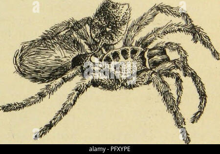 . Amerikanische spinnen und ihre Spinnen. Eine natürliche Geschichte der orbweaving Spinnen der Vereinigten Staaten, insbesondere im Hinblick auf ihre Branche und Gewohnheiten. Spinnen. Mauser Gewohnheiten spinnen. Sich auf das dritte Paar in schwertziehens die Vierte, auf der zweiten die dritte zu befreien, und so weiter. Das Abdomen nicht beginnen zu mausern, bis nach dem vorderleib. Es wird von der Haut gelöst, ohne die Hilfe der Beine, durch Kontraktion der Bauchmuskulatur, die wellenförmigen Bewegungen der Haut in der Richtung vom Vorderleib in Richtung der Spinndüsen produzieren. Die Darsteller Stockfoto