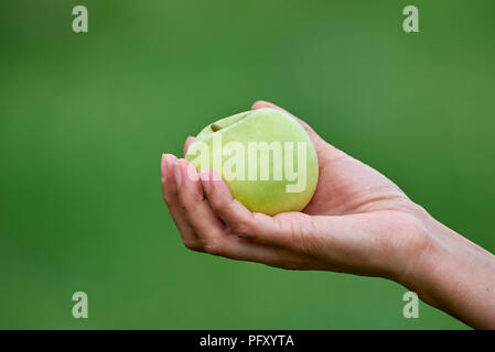 Woman's Hand mit Apfel Stockfoto