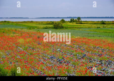 Pflanzliche Felder mit Mohn, Karavasta Lagune, Divjaka-Karavasta Nationalpark, Qarra Fier, Albanien Stockfoto