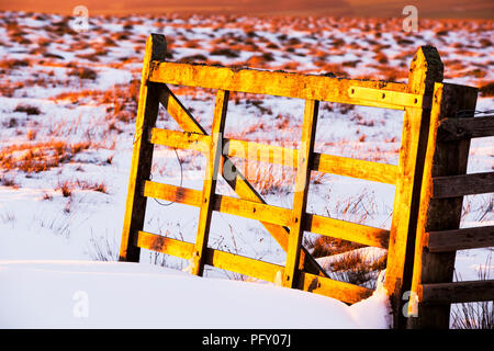 Ein Tor glühende im späten Abendlicht, auf Hartside, North Pennines, Cumbria, Großbritannien. Stockfoto