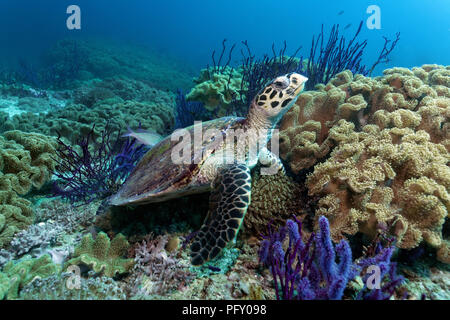 Echte Karettschildkröte (Eretmochelys imbricata), im Riff zwischen Rotem Meer Peitsche (Ellisella sp.) und Ledrigen Korallen Stockfoto