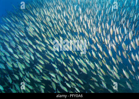 Variable gesäumten Füsiliere (Caesio varilineata), Schwimmen im blauen Wasser, Daymaniyat Inseln Naturschutzgebiet, Indischer Ozean Stockfoto