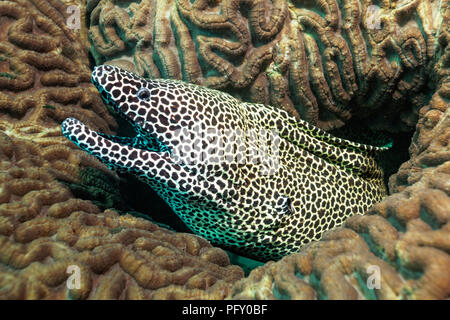 Muränen Gymnothorax favagineus (GESCHNÜRT), schaut aus Loch in einer steinigen Coral (scleractinia), Daymaniyat Inseln Naturschutzgebiet Stockfoto