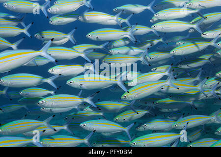 Variable gesäumten Füsiliere (Caesio varilineata), Schule der Fische schwimmen im blauen Wasser, Daymaniyat Inseln Naturschutzgebiet Stockfoto