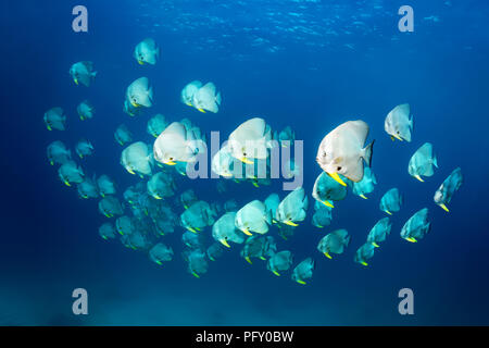 Schwarm Fledermausfische (Platax teira Longfin), Schwimmen im offenen Meer, Daymaniyat Inseln Nature Reserve, Khawr Suwasi Stockfoto