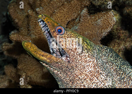 Gelb umrandete Moray (Gymnothorax flavimarginatus), zwischen ledrigen Korallen (Alcyoniidae), Daymaniyat Inseln Naturschutzgebiet Stockfoto