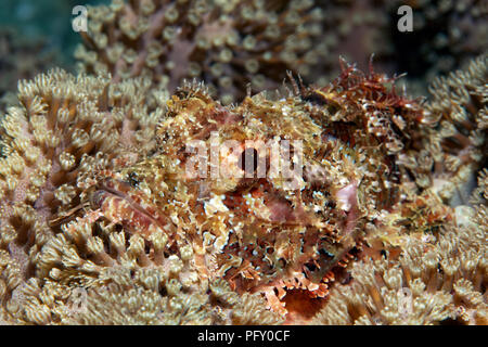 Große bärtige Drachenkopf (Scorpaenopsis lanceolata), getarnt in Ledrigen Coral (Alcyoniidae), Daymaniyat Inseln Natur Stockfoto