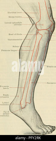 . Cunninghams Lehrbuch der Anatomie. Anatomie. 1462 SUEGICAL SUKFACE UND ANATOMIE. Ilio-trakt Schienbeinkopf M. vastus lateralis Quadrizeps Streckmuskelsehne * Lateralen kondylus von Tibia Tuberkel von Tibia Tibialis anterior Oberfläche ist die häufigste Sitz der Krampfadern und verhärtete Geschwüre, die häufig von der Heilung durch Adhäsion des Ulkus auf die knochenhaut verhindert werden. Die Welle der Fibel, auf einer Ebene, posterior nach, dass der Tibia gelegen, ist, mit Ausnahme der dreieckigen subkutane Oberfläche proximal zum seitlichen Malle - Olus, tief unter den Muskeln. Um zu prüfen, die fibul Stockfoto