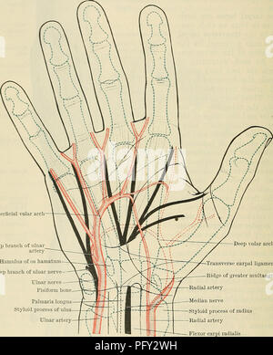 . Cunninghams Lehrbuch der Anatomie. Anatomie. 1452 SUKGICAL SUKFACE UND ANATOMIE. Die protuberanzen der Knöchel sind vollständig durch die Köpfe der Mittelhandknochen gebildet. Vorher, das metacarpo-phalangeal Artikulationen sind f in. Proximalen auf das Niveau der web der Finger; posterior, die Gelenke kann als Nut sofort proximal zum Projizieren von Ridge an der Basis des ersten Fingergliedern. Ein deutlich markierter Knick Kreuze schräg über den vorderen Aspekt des metacarpo-phalangeal Gelenk des Daumens. In den ersten interphalangeal Gelenke von vorne zu schneiden, stechen Stockfoto