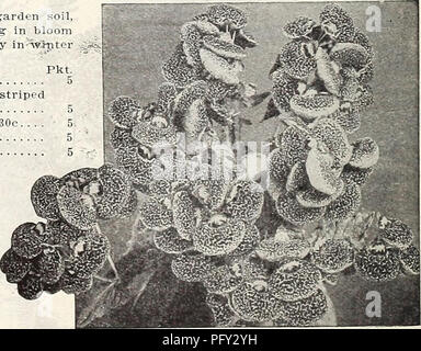 . Currie's Farm und Garten jährliche: Frühjahr 1914. Blumen Samen Kataloge, Leuchtmittel (Pflanzen) Samen Samen Kataloge Kataloge; Gemüse; Baumschulen (Gartenbau) Kataloge; Pflanzen, Zierpflanzen Kataloge; Gartengeräte und Zubehör Kataloge. BRACHYCOME. Pkt. Iberitlifolia (Swan River Daisy) - Eine sehr hübsche Zwerg - wachsende Pflanze, bedeckt den ganzen Sommer mit einer Fülle von blauen und weißen Zinerarie - wie Blüten, IY 2 Füße. H.H.5 BBOWALLIA. Coerulea Elata - Große, himmelblauen Blüten mit weißer Mitte, 1% Füße. H.H.A... 5 Speciosa Major - ein sehr üppig blühende Pflanze frei wachsen in Böden. Die Blüten Stockfoto