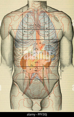 . Cunninghams Lehrbuch der Anatomie. Anatomie. U24 SUEFACE und SUEOICAL ANATOMIE.. Abb. 1106.- Anterior Aspekt der Amtsleitung, die Oberflächentopographie der Eingeweide. M.C. Mitte schlüsselbeinanteil Linie. P.S.: Para-stemal Linie. S. Inguinalen vertikale Linie. I.C. Infra-rippenbögen. T. Inter-tuberkulösen Linie. Py. Transpyloric Linie. T. in der Luftröhre. A. in der Aorta. R.L. Paght Lunge. L.L. Linke Lunge. Q.L. PI. Pleura. Ps. 0. (Ösophagus. R.U. R.K. Die rechte Niere. L.U. L.K. Links kidnev. C.I. Sp. Milz. E.I. S.R. Nebennieren Drüse. I. V. (Pa. Bauchspeicheldrüse. u. D. Duodenum. Quadratus Lumborum. Psoas Major. Rechte Harnleiter. Links ureter. Gemeinsame Darmbein ar Stockfoto