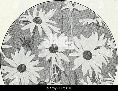 . Currie's Garten jährliche: Frühling 1931 56. Jahr. Blumen Samen Kataloge, Leuchtmittel (Pflanzen) Samen Samen Kataloge Kataloge; Gemüse; Baumschulen (Gartenbau) Kataloge; Pflanzen, Zierpflanzen Kataloge; Gartengeräte und Zubehör Kataloge. Rosen Pkt. Kleine Zwerge - (polyantha Multiflora) - Zwerg, Hardy kleine Rosen, blühende sechs Wochen nach der Aussaat der Samen. Die Blüten sind kostenlos und in ly viele Farben, Doppel- und s e m i-Standard produziert. ... 0,10 $ N evr Hybriden - Hardy var-ieties in feinster Kaffee duftend - Wahl mixe Sorten... Rose, kleine Zwerge. Seite 45. Bitte beachten Sie, dass diese Bilder Stockfoto